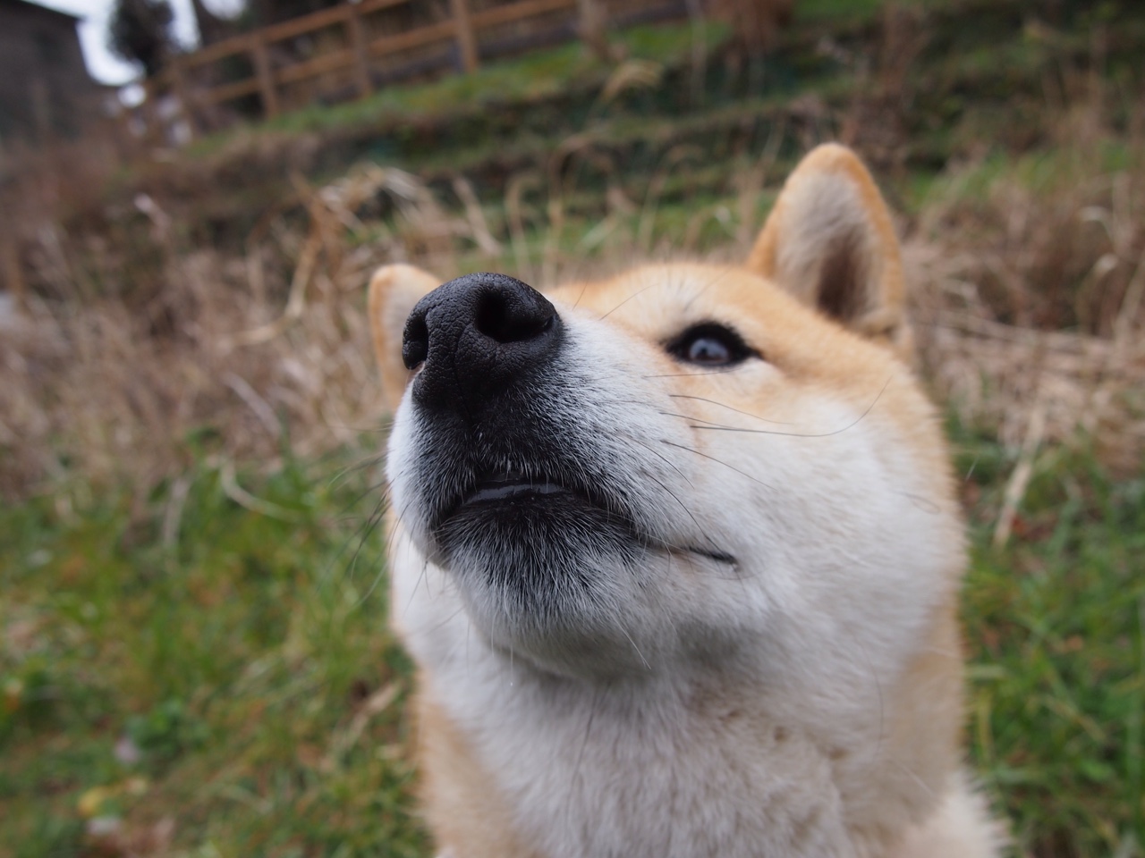 狂潮席卷印第安纳,周琦41+18+7封盖宣告东方巨人觉醒