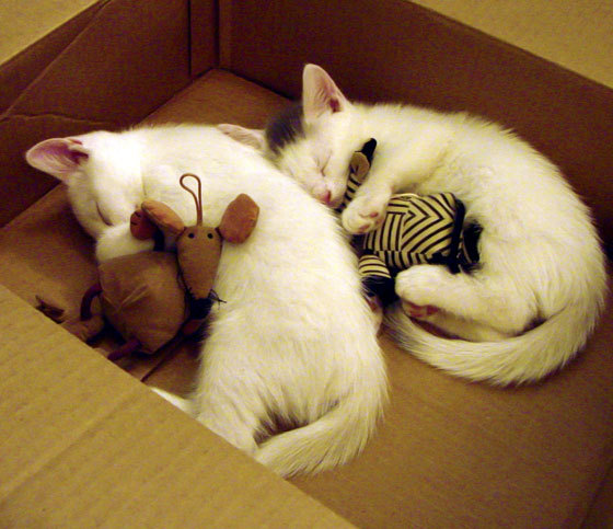 爱游戏入口-逆流乐章，当布伦森在F1揭幕夜改写交响规则