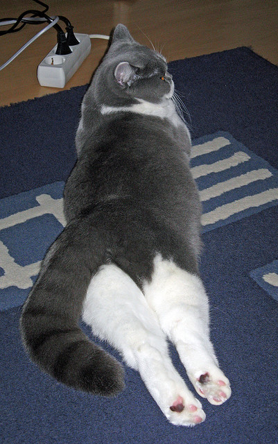 浓眉统治攻防两端！孟菲斯灰熊摧枯拉朽，深圳新世纪防线彻底粉碎