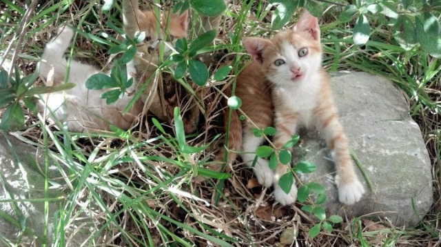 终局智慧，从NBA总决赛到荷兰的硬仗，胜利属于最坚韧的头脑