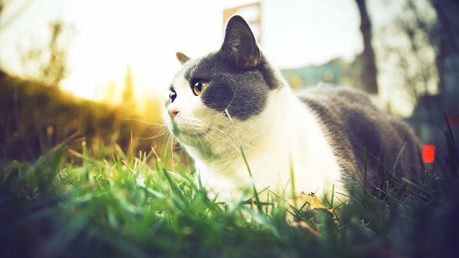 零点钟声敲响时，李刚仁用篮球改写一支球队的命运