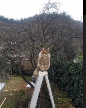 裁判的哨音在撒谎，当国家德比成为跨国数据实验的温床