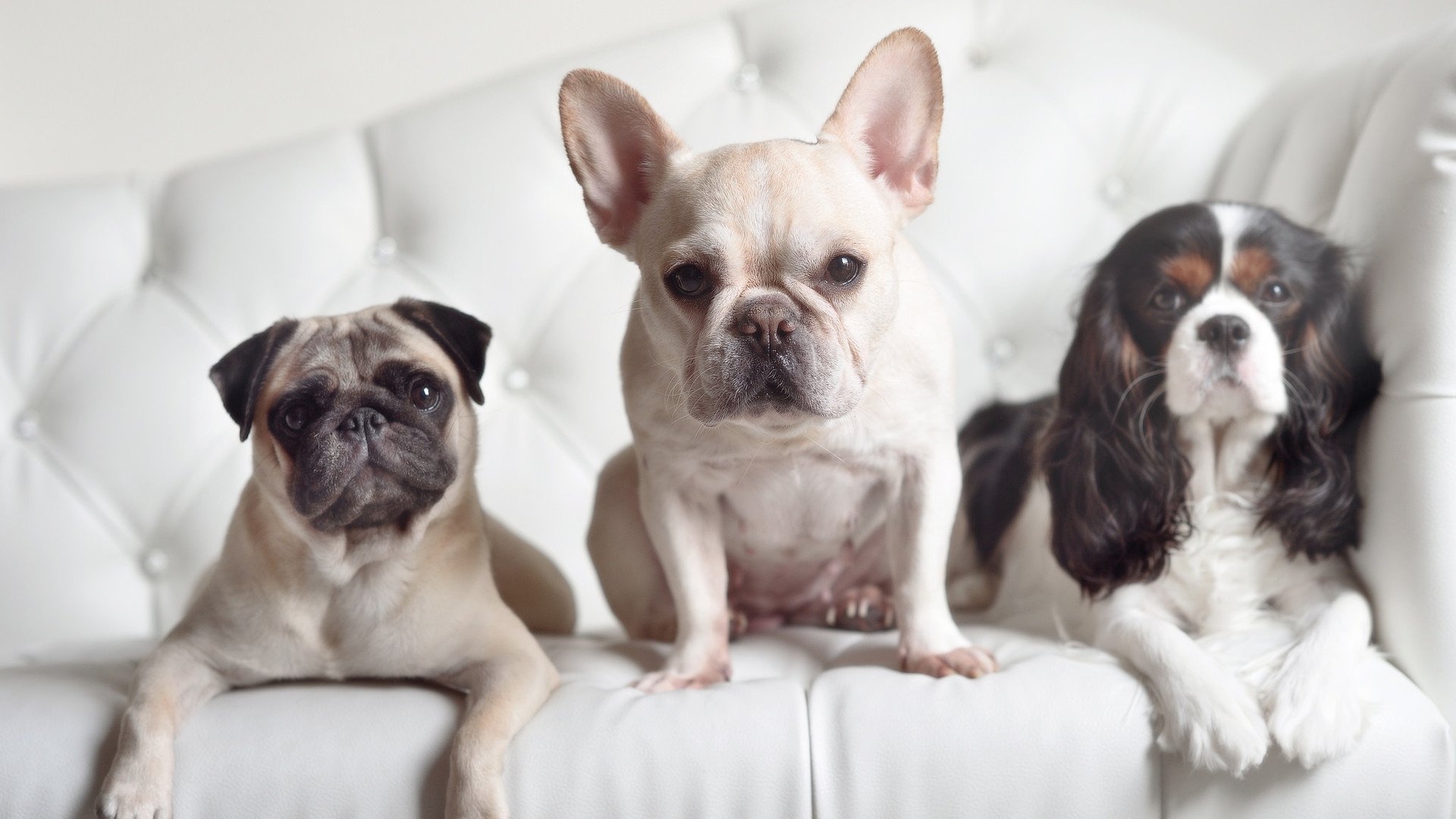 欧冠半决赛之夜，基耶萨的火焰，如何从冰封中将自己重新锻造成光