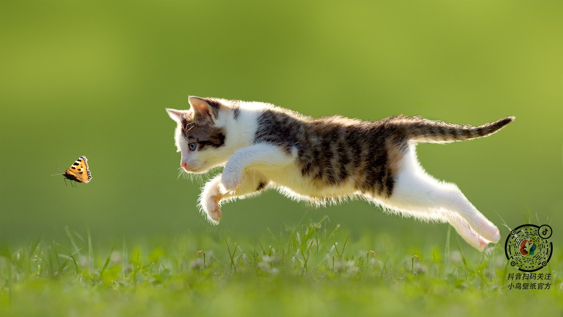 马克西的指挥家之夜，独行侠在节奏洪流中粉碎鹈鹕