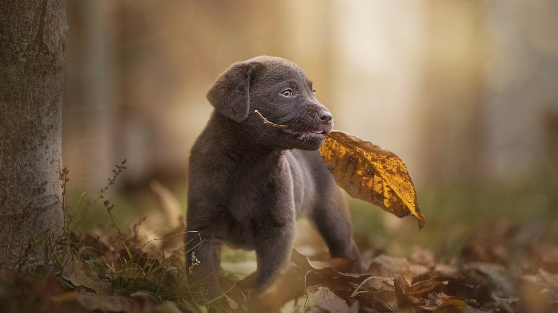 欧冠决赛之夜，当世人紧盯巨星，阿克却用常规武器持续制造杀伤