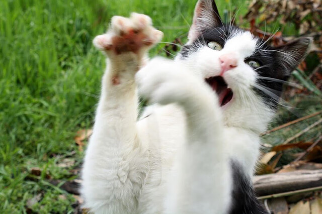 2026世界杯之夜，篮球祭坛上的唯一真神