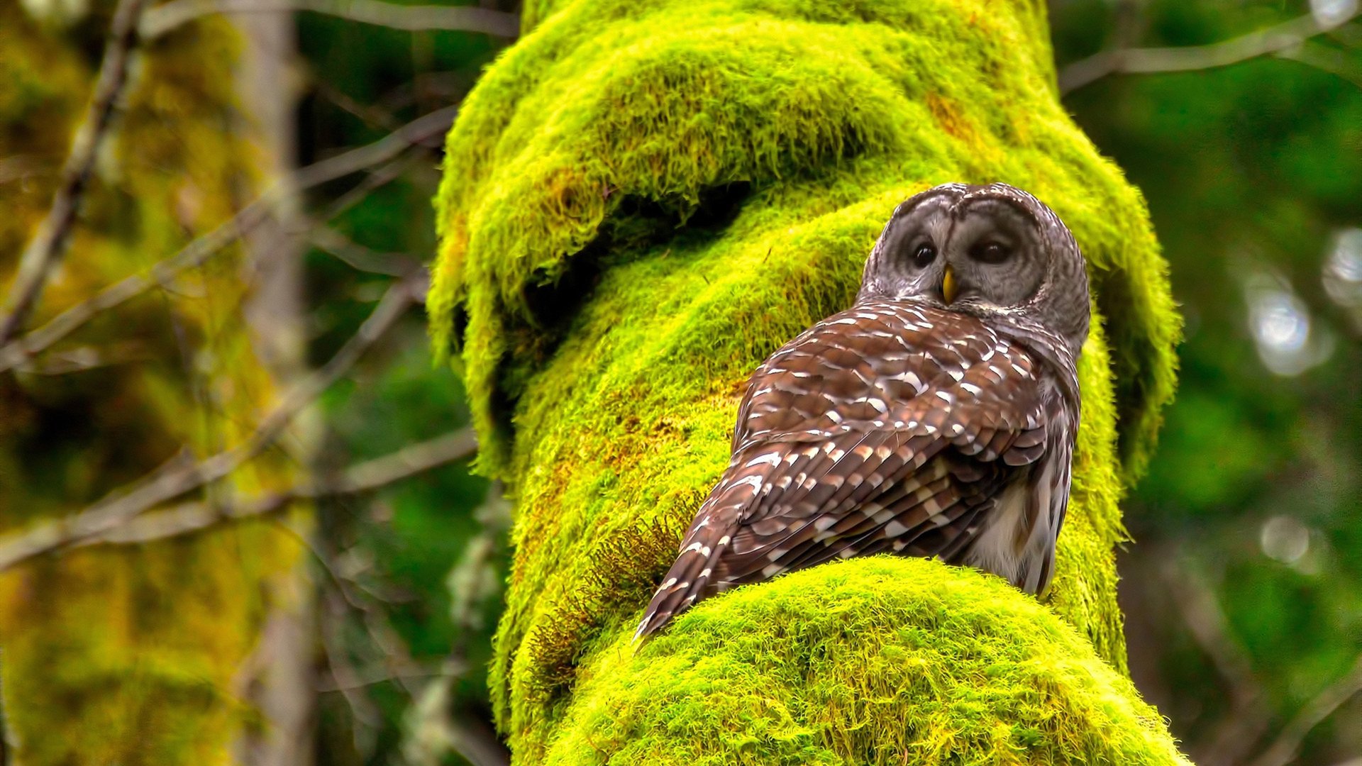 阿劳霍爆发的铁血时刻，西班牙关键战中如何于巴黎突围