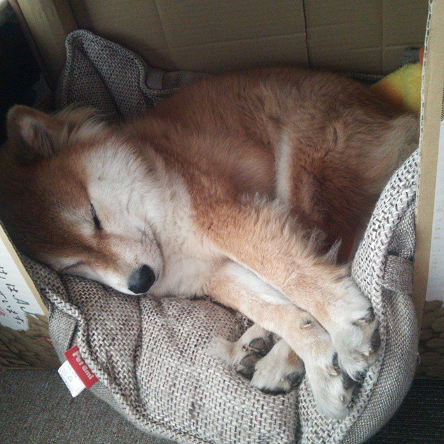 当安哥拉防线遭遇秘鲁飓风，一场2-0完胜背后的战术密码与那个卢卡库式的夜晚