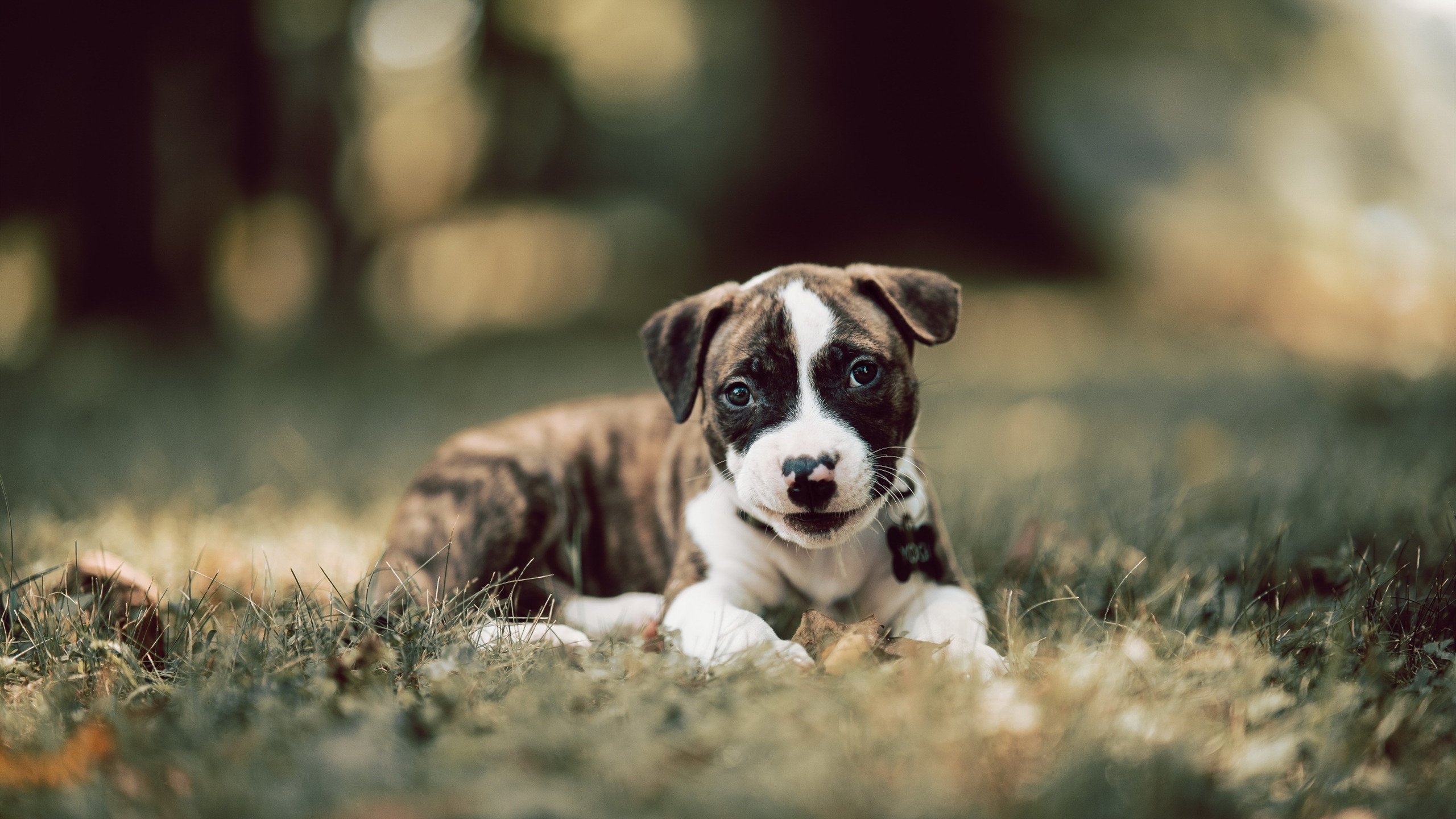 今夜奥纳纳破壁者,奥运周期关键战中的硬仗之王