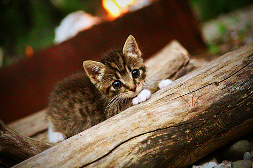 数据子弹与战术钢索，当哥伦比亚的火力网覆盖罗马夜空，马丁内利成为那个永不断电的战术节点